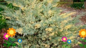 Можжевельник средний Блю энд Голд. Краткий обзор, описание juniperus x pfitzeriana Blue and Gold