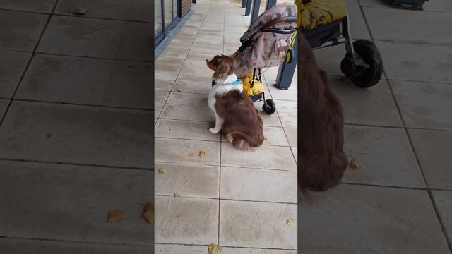 Австралийская овчарка Аусси смотреть онлайн