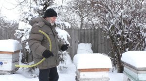 Январь. В СЕМЬЯХ РАСПЛОД причина и что делать.