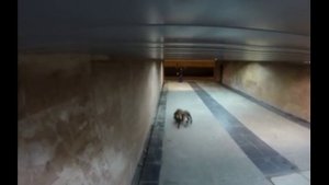 Собака в костюме паука