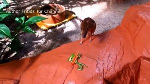 мышиный олень