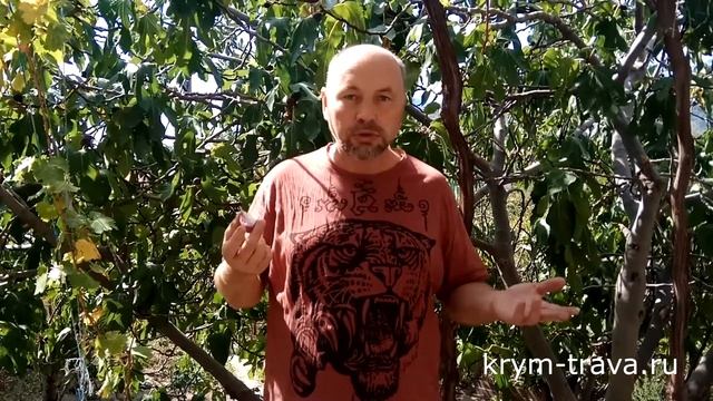 Настоящий сладкий ялтинский лук, всё что нужно знать о нём Крым-трава смотреть онлайн