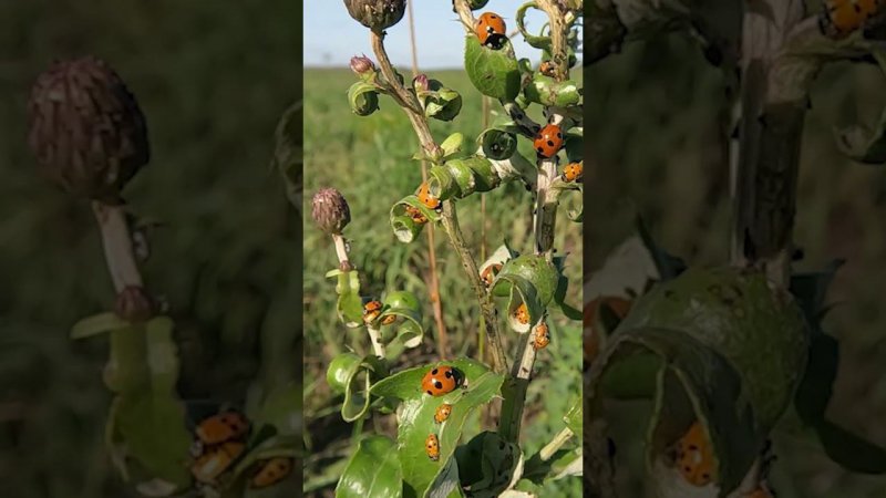 Нападение божьих коровок #природа