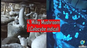 Types of Mushroom cultivation in India | मशरूम के प्रकार | Best climate for diff. Mushroom  Farming