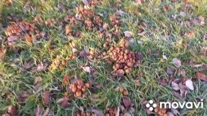 ❗Навозники уже в городе❗