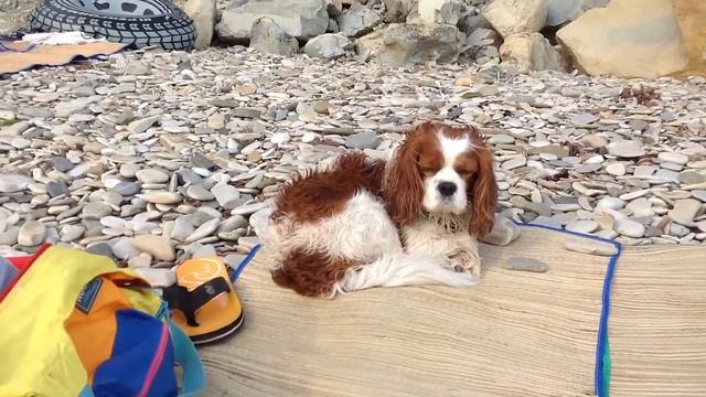 Mоя собака 3 смотреть онлайн