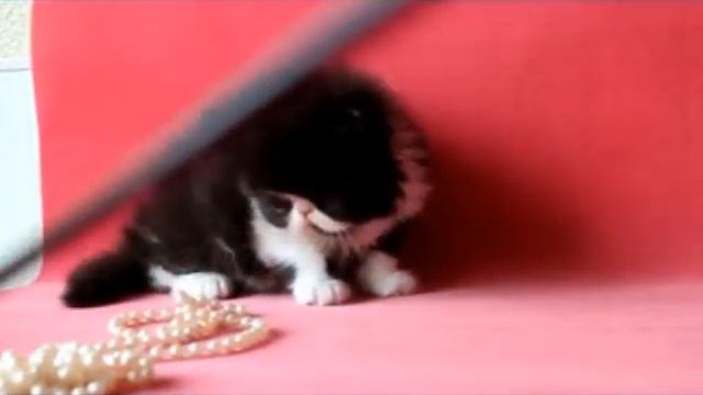 черный персидский котенок смотреть онлайн
