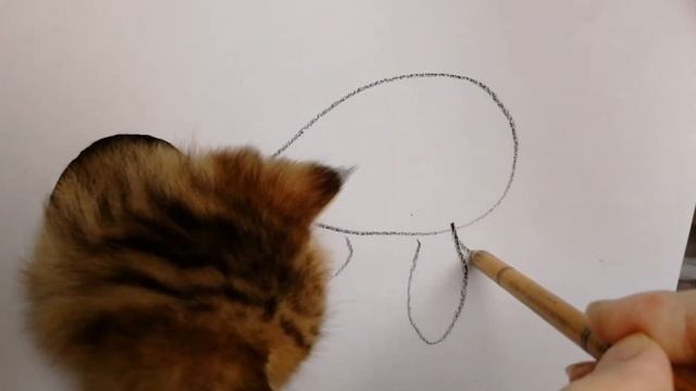 HOW TO DRAW 3D CAT EASY CUTE - Как нарисовать кота в 3D - котенок из питомника #GreenCat смотреть онлайн