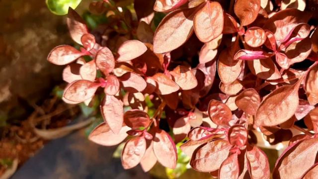 Most important hanging plants images