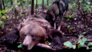 охота на медведя с лайкой