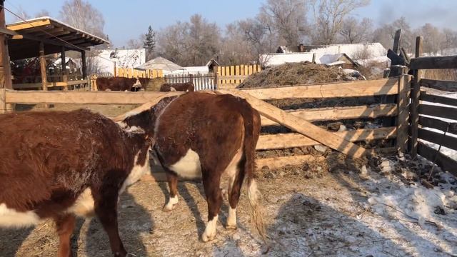 Купил овец . смотреть онлайн