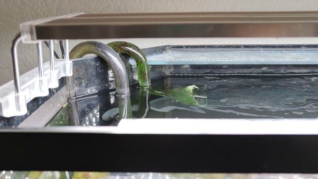 6 причин почему не стоит покупать аквариум с крышкой смотреть онлайн