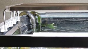 6 причин почему не стоит покупать аквариум с крышкой