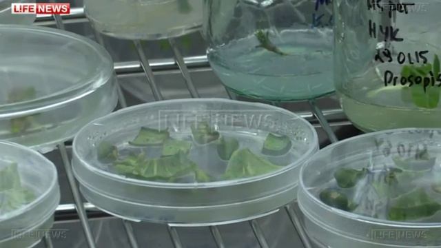 В Уфе придумали уникальный способ получения белка молодости