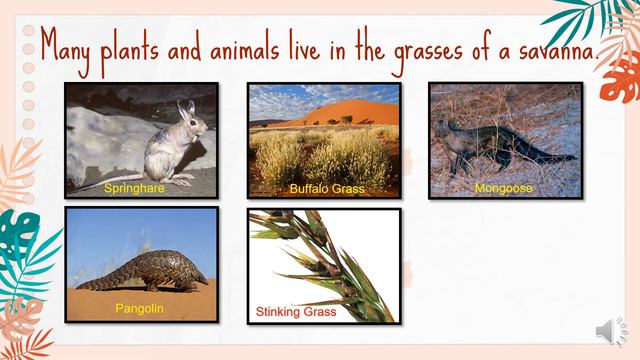 Grade 2 Science: Lesson 4: Savanna Habitat смотреть онлайн