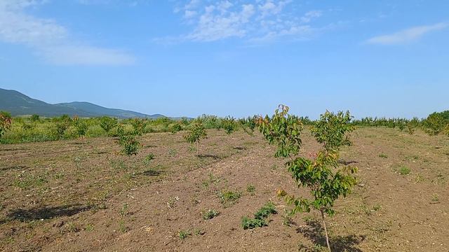 Абрикосовый сад в Крыму 1июня 2022 год смотреть онлайн