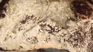 Макро плесень и оператор от бога; Индустар 96У-3,5/50