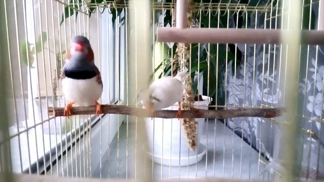 Амадины смотреть онлайн