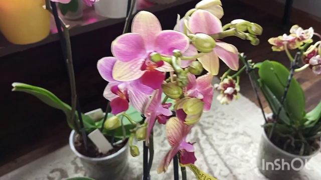 І ще трошки нових красунь до колекції🥰🎁Дві з яких орхідеї сюрприз🥰 смотреть онлайн