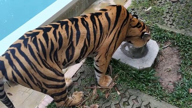 Тигриный зоопарк Tiger Kingdom на Пхукете