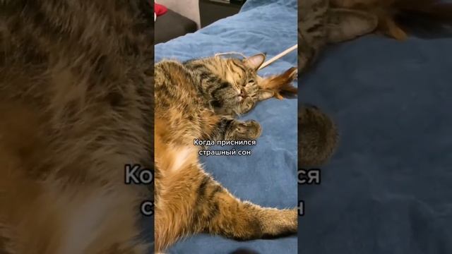 Коту снится сон #Tik Tok #Shorts #Тик Ток #ПриколКоты #Catstiktok