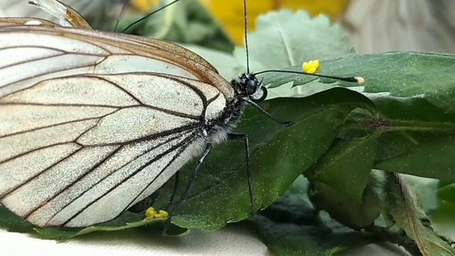 бабочка несёт яйца | как стать хозяином гусениц | на какие листья несут яйца бабочки смотреть онлайн