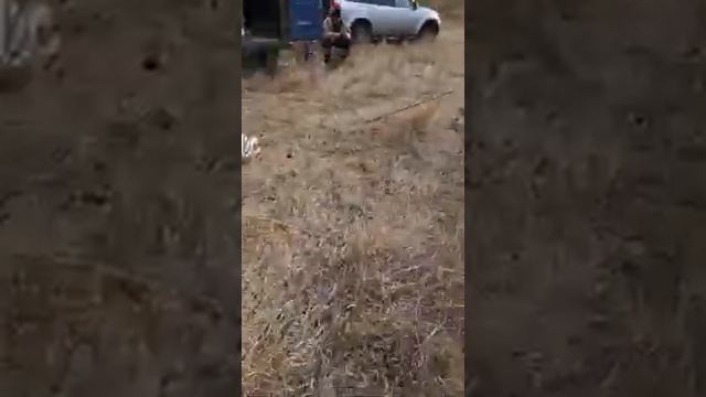 Приманка на большую щуку! Чем больше блесна, тем больше щука. смотреть онлайн