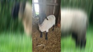 овцы порода суффолк из Европы.