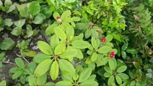 Полезные  свойства Рододендрона   30 апреля 2020 г.