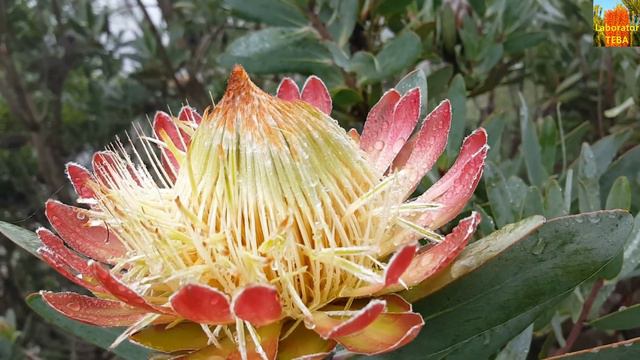 Protea Caffra - HD Video 01 смотреть онлайн