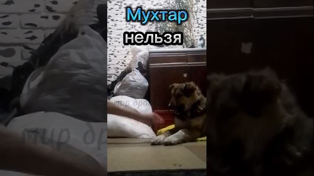 Бус и Малышка на улице/ отрабатываю команды с Мухтаром, Малышкой и Бусом #животные #собака #собаки