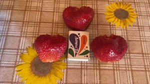 ЗЕМЛЯНИКА КРУПНОПЛОДНАЯ ГИГАНТЕЛЛА. УРОЖАЙ 2023