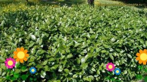 Кизильник блестящий. Краткий обзор, описание характеристик cotoneaster lucidus