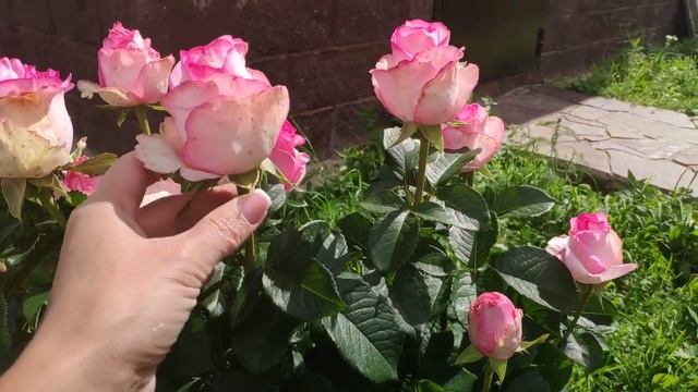 Розы в Подмосковье. Безымяшка чайно-гибридная, предположительно Bella Vita или Dolce Vita смотреть онлайн