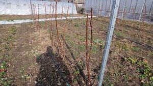 Вот так Маравилла уходит в зиму. Обрезка Маравиллы.