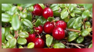 ПОЛЕЗНЫЕ СВОЙСТВА КЛЮКВЫ / ПОЛЬЗКА КЛЮКВЫ ДЛЯ ЗДОРОВЬЯ