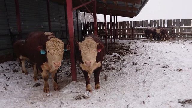 21-1-21. ЗАГОН ДЛЯ ЗИМОВКИ БЫЧКОВ, УСТРОЙСТВО. ЧАСТЬ 1 смотреть онлайн