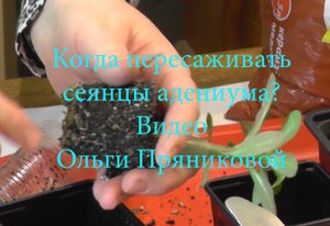 Когда пересаживать сеянцы адениума?- видео Ольги Пряниковой
