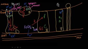 Лекция № 5  Часть 2. Окислительное фосфорилирование