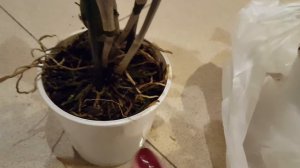 Дендробиумы. Надо ли лечить?