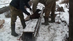 Притравливаем Ягдтерьера на искусственной норе.