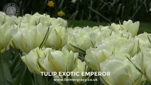 Tulip 'Exotic Emperor' - FarmerGracy.co.uk