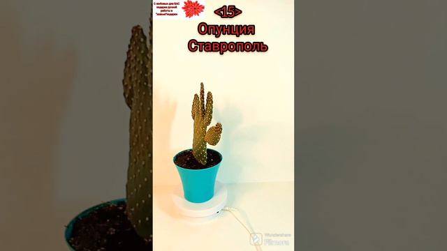 Опунция. Ставрополь. "забери меня домой"