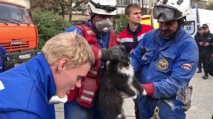 Кота достали из-под завалов дома в Нижнем Тагиле