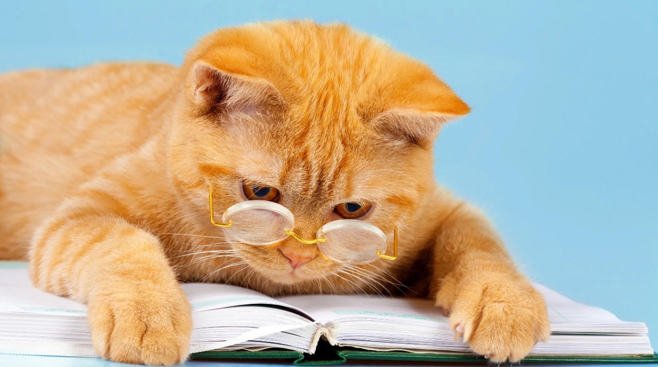 Котик на работе картинки прикольные