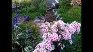 "Колибри" в Сибири.  Бражник на нашем цветнике