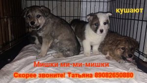 Мишки ми-ми-мишки кушают