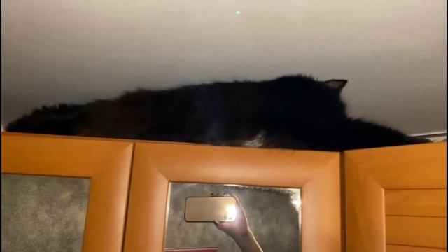 Как помыть шкаф под потолком.Жизнь котика. смотреть онлайн