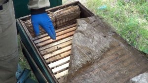 Пчеловодство в Зауралье.