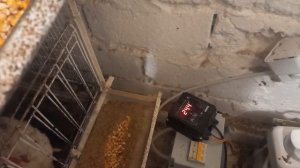 автоматика температуры для выращивания бройлеров своими руками